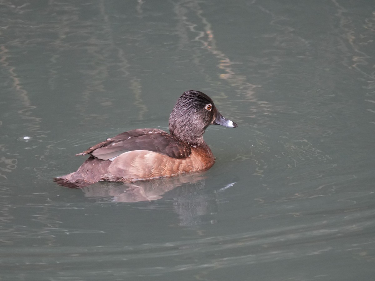 Ring-necked Duck - ML615369907