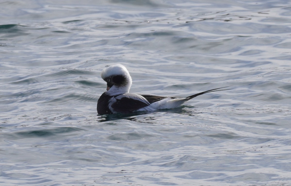Long-tailed Duck - ML615369916
