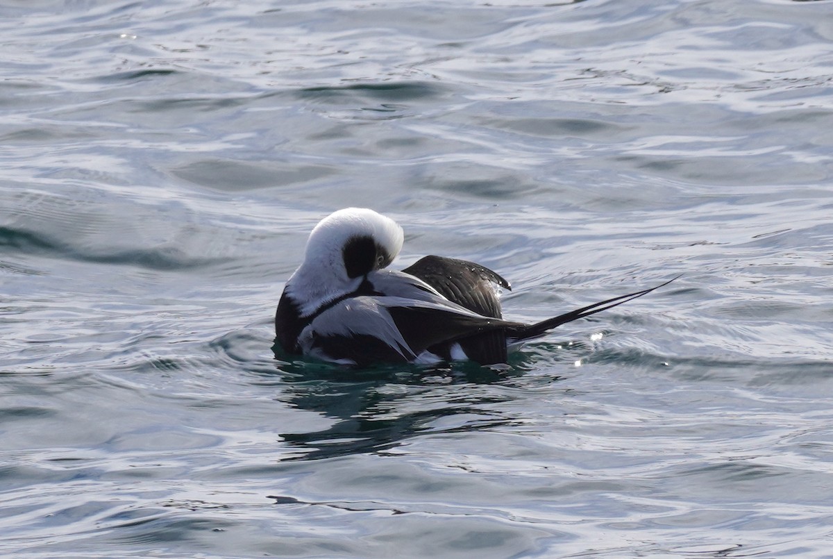 Long-tailed Duck - ML615369918