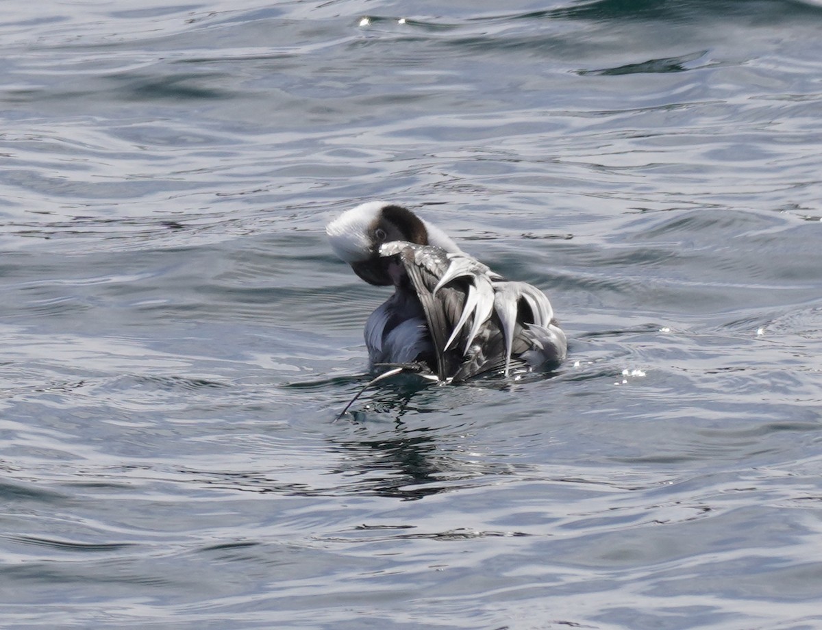 Long-tailed Duck - ML615369919