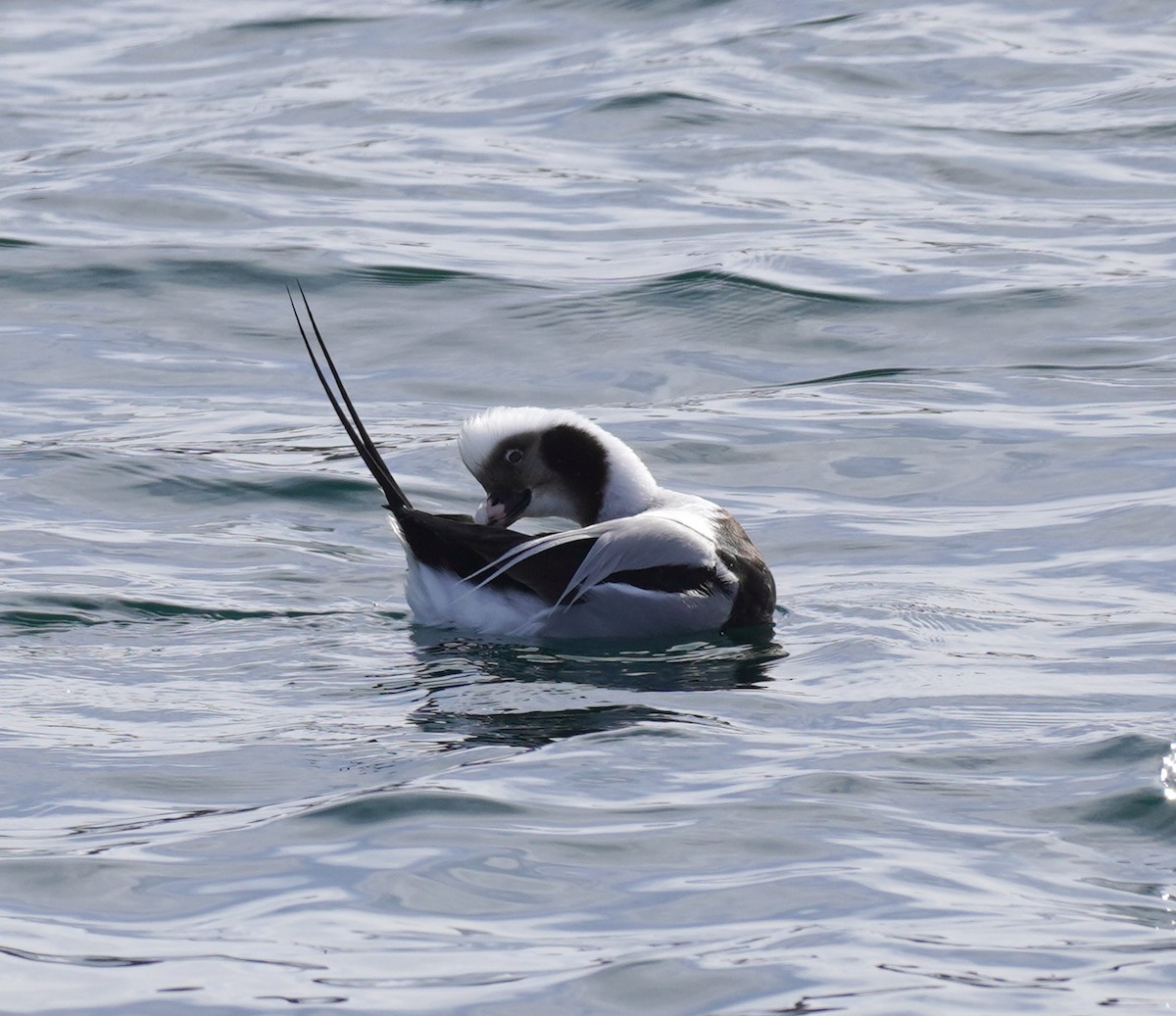Long-tailed Duck - ML615369920