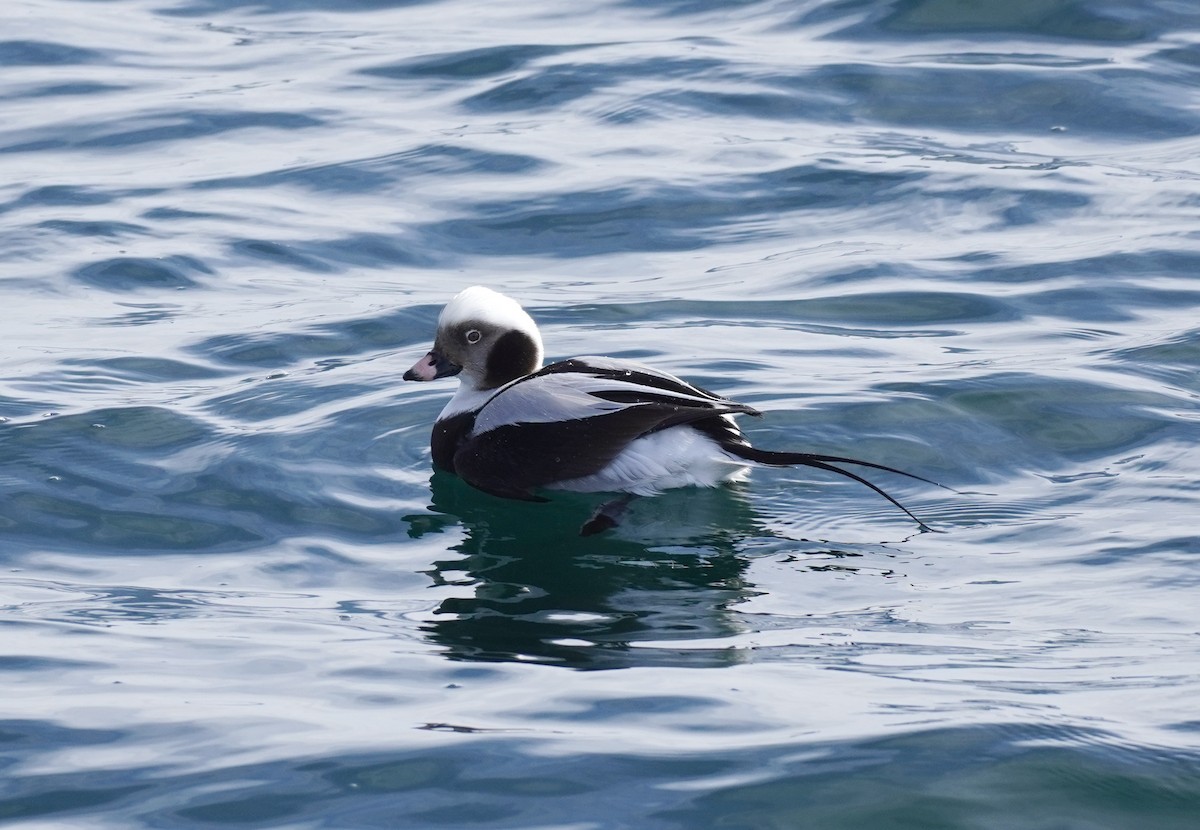 Long-tailed Duck - ML615369921