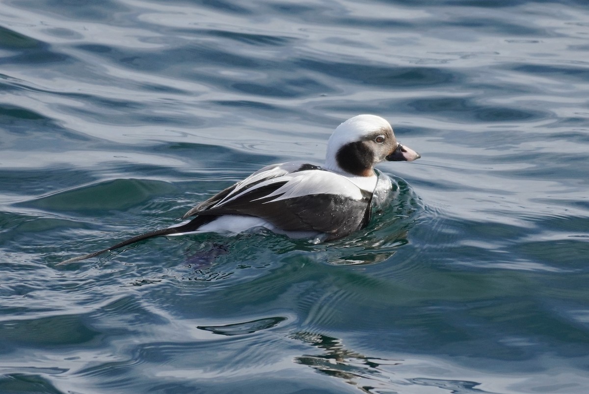 Long-tailed Duck - ML615369923