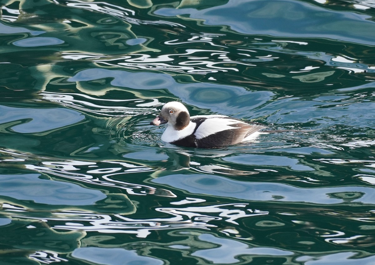 Long-tailed Duck - ML615369924
