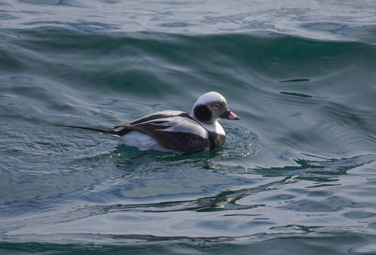 Long-tailed Duck - ML615369925