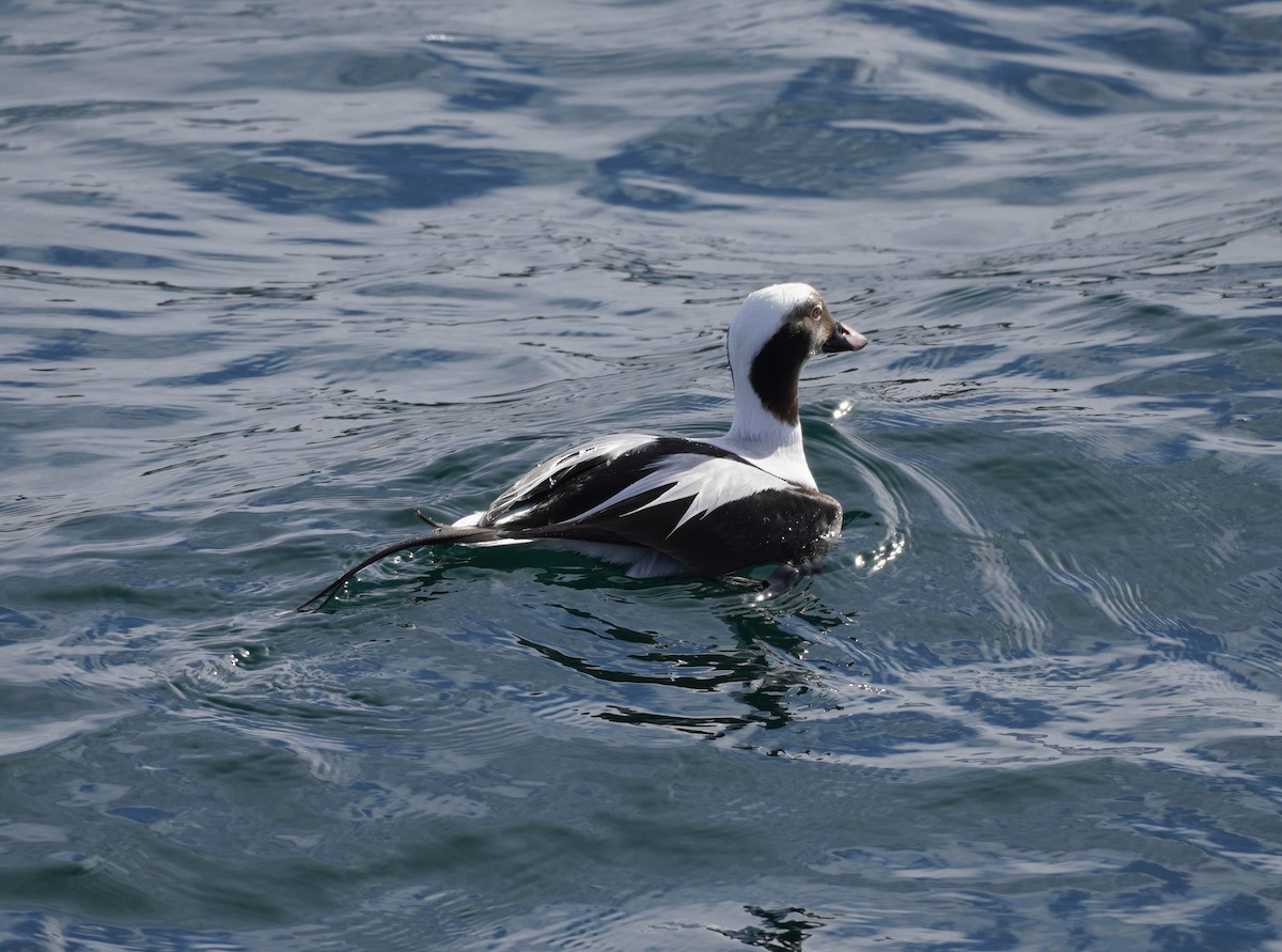 Long-tailed Duck - ML615369927