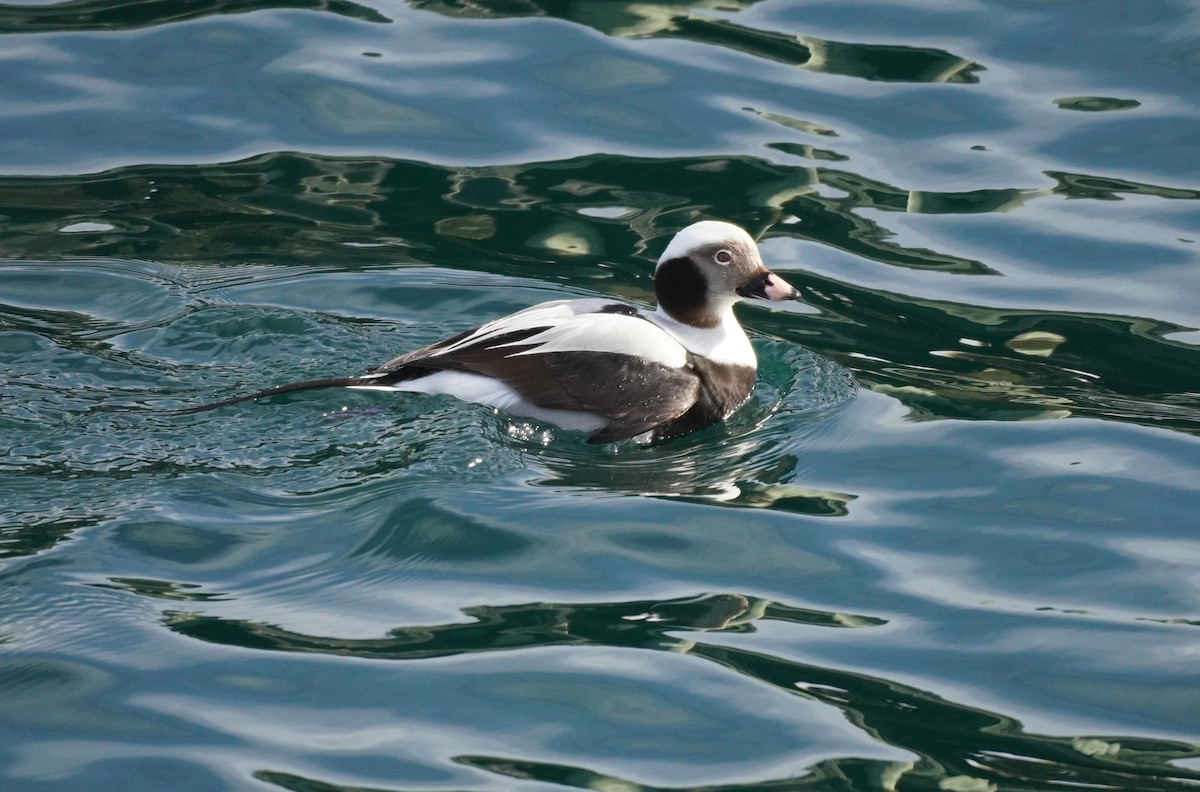 Long-tailed Duck - ML615369928