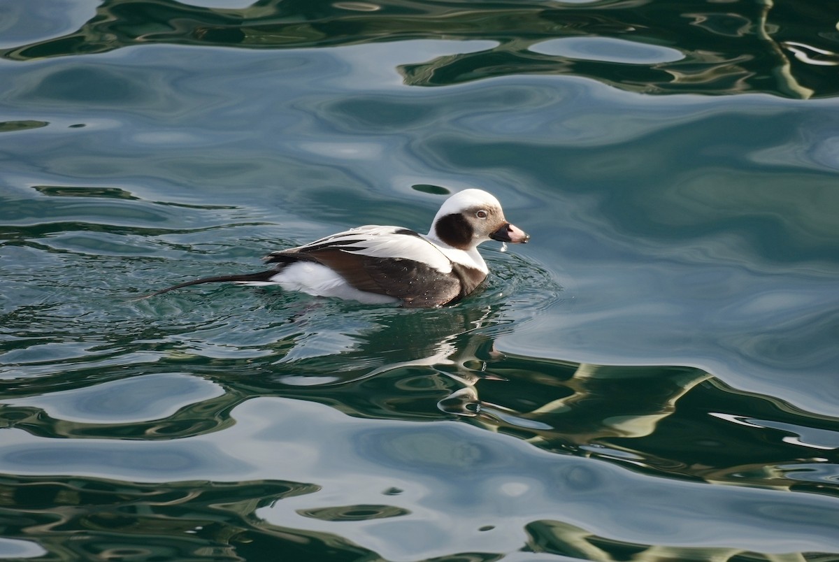 Long-tailed Duck - ML615369931