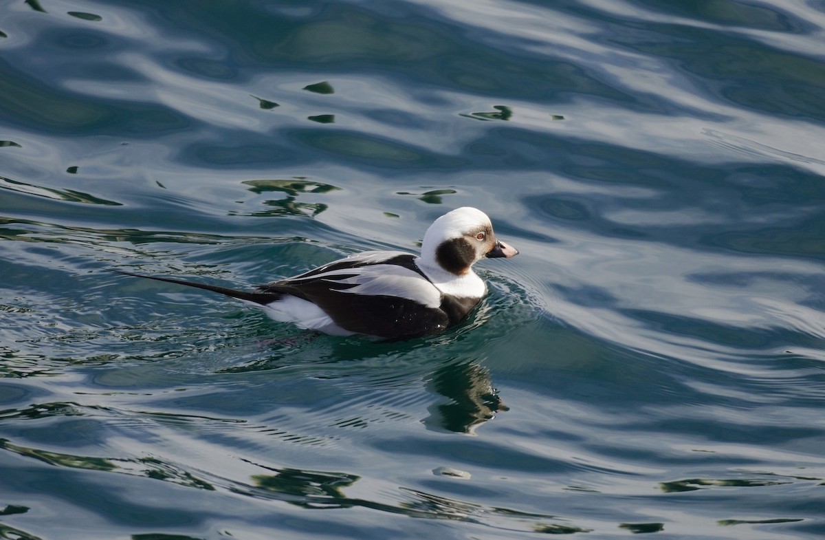 Long-tailed Duck - ML615369932