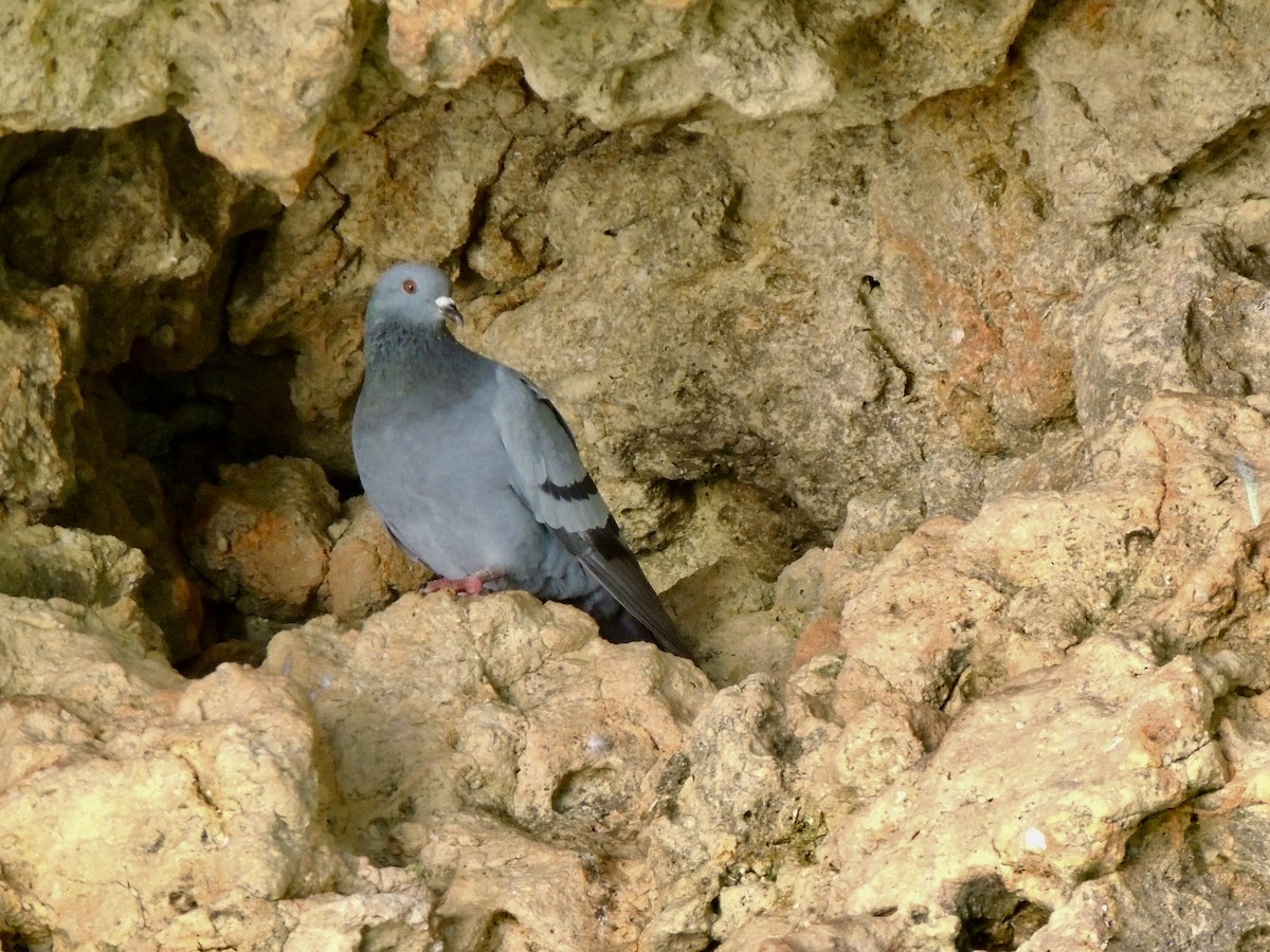 Pigeon biset (forme sauvage) - ML615370104