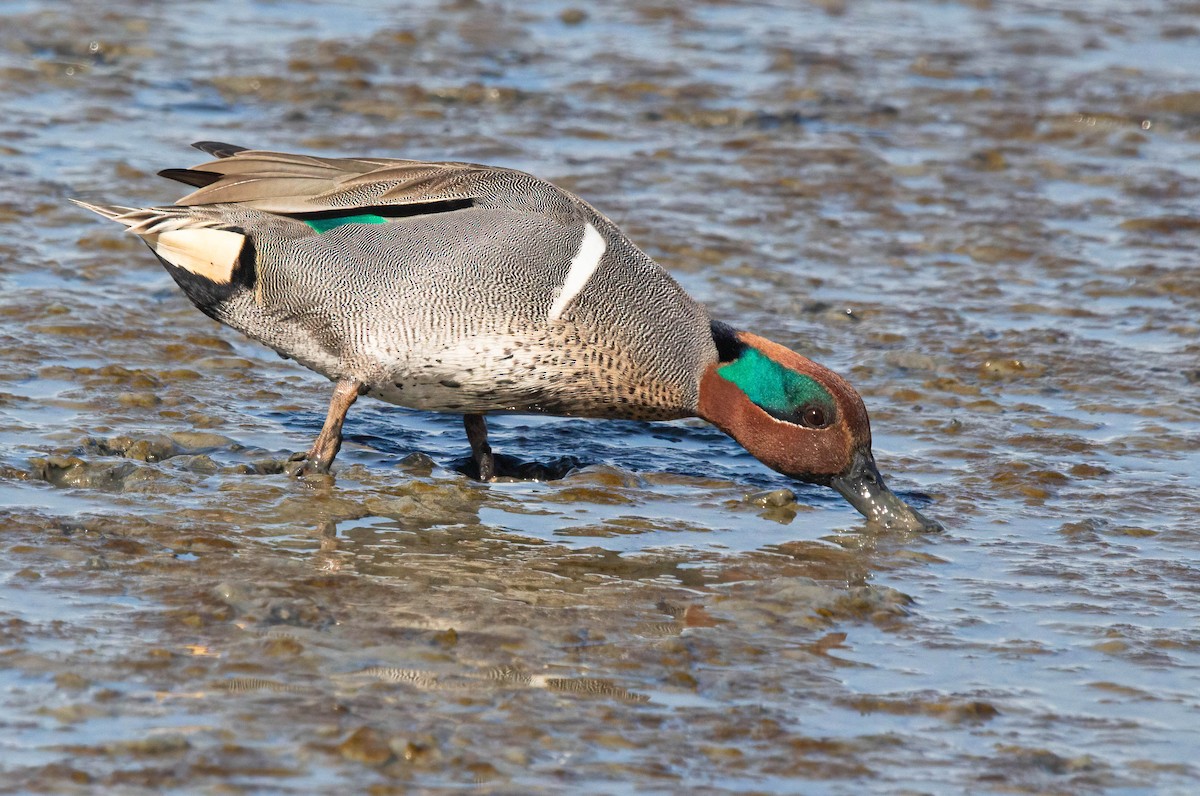 Green-winged Teal - ML615370154