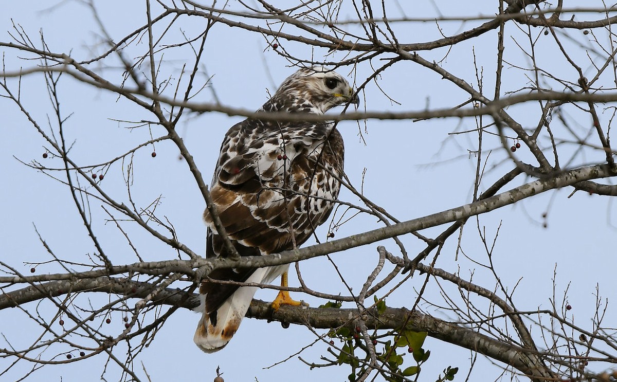 Red-tailed Hawk (Harlan's) - ML615370341