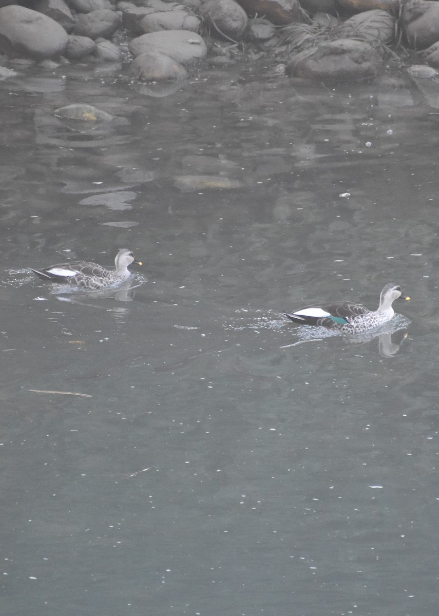 Indian Spot-billed Duck - ML615370735
