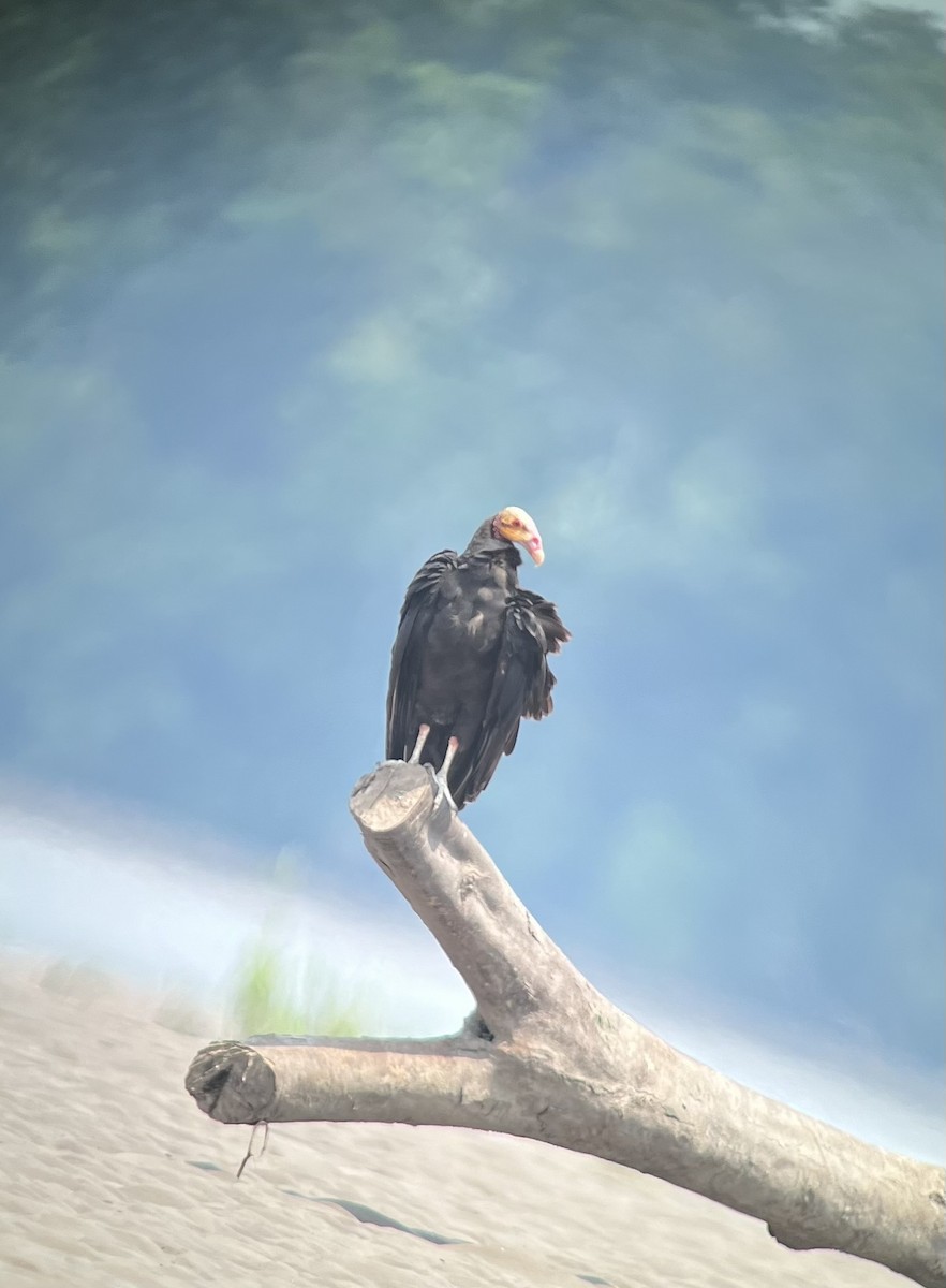 Lesser Yellow-headed Vulture - ML615370838