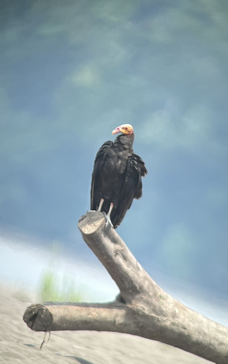 Lesser Yellow-headed Vulture - ML615370839