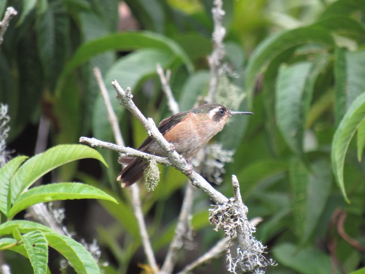 Speckled Hummingbird - ML615370863