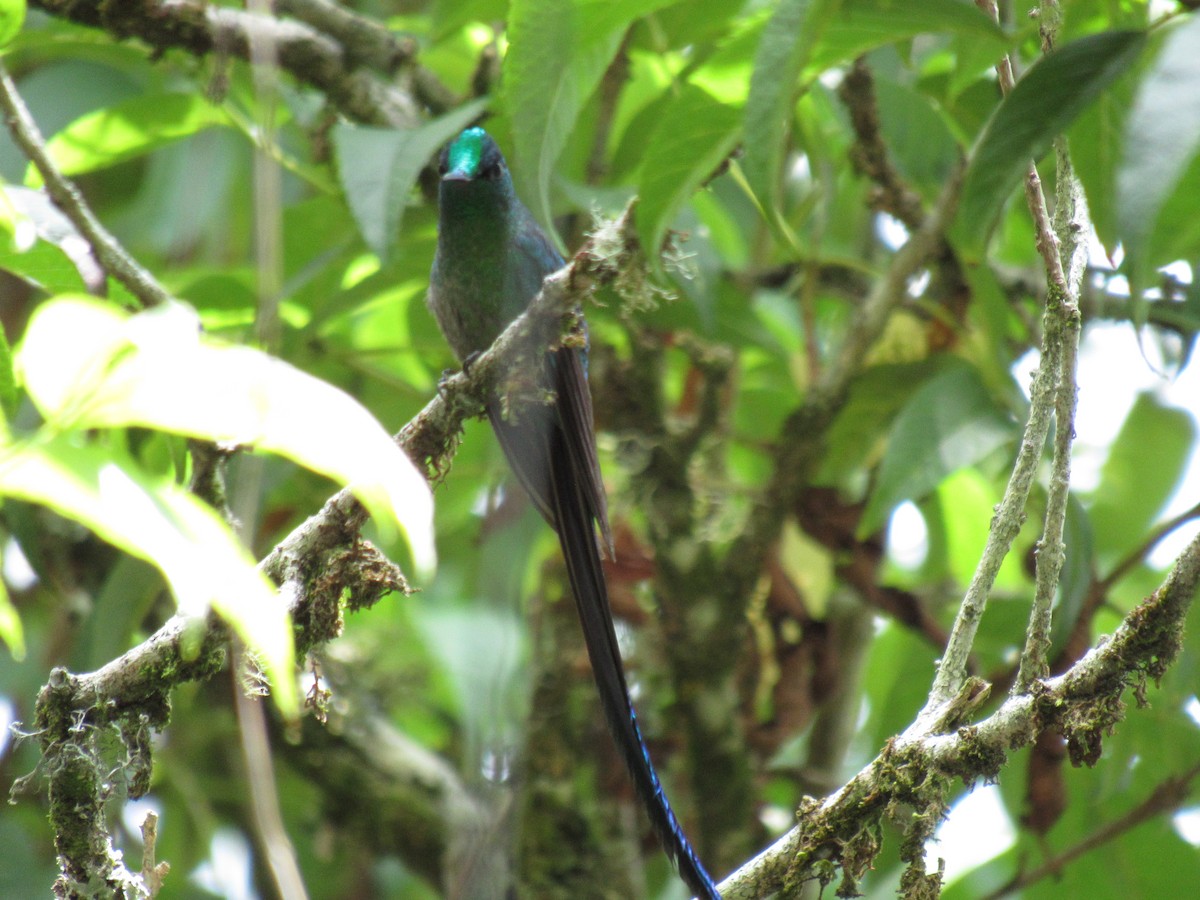 Long-tailed Sylph - ML615370875