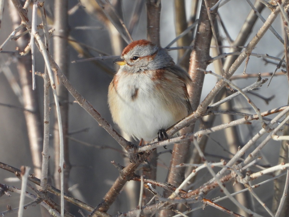 American Tree Sparrow - ML615371026