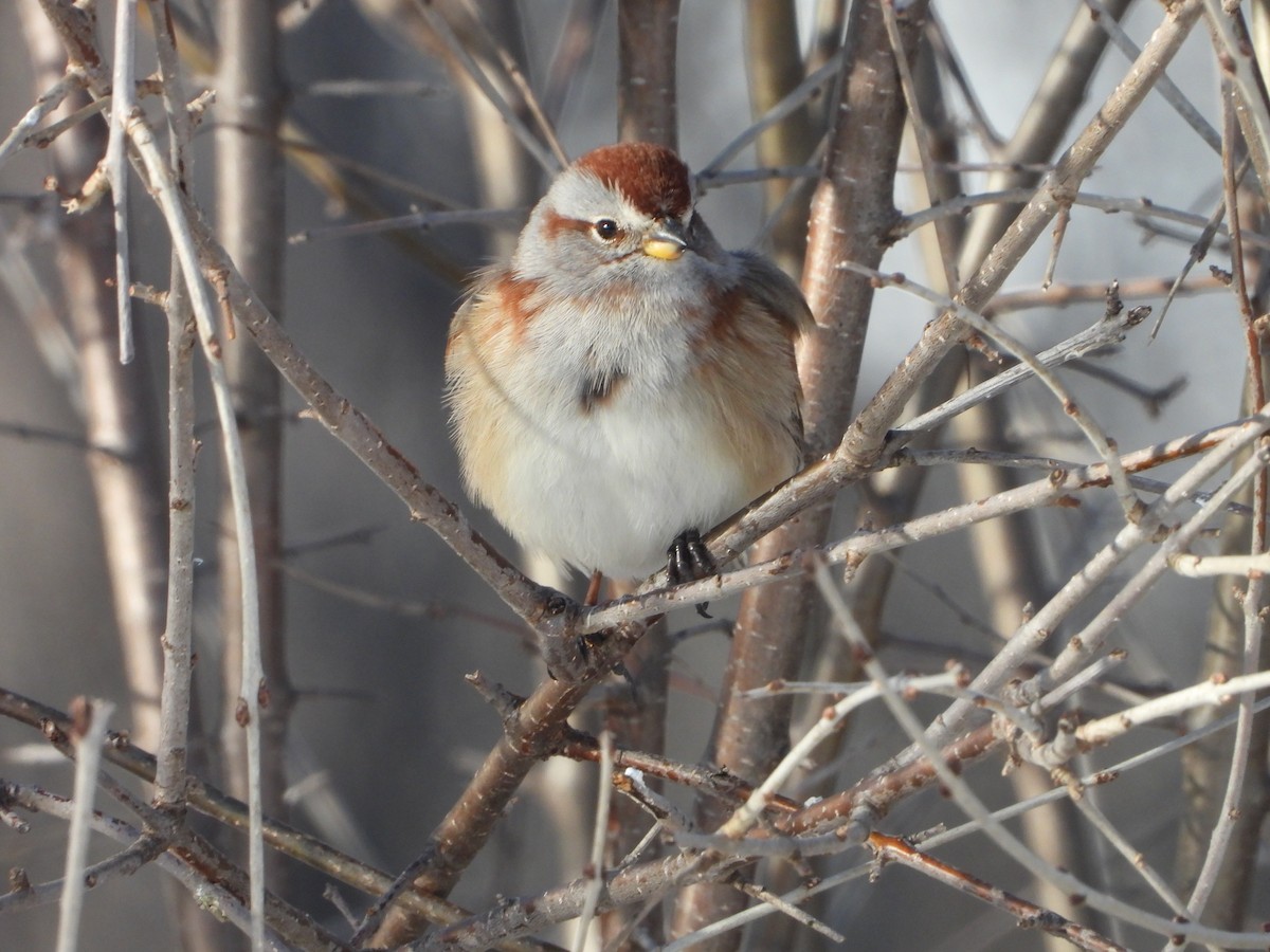 American Tree Sparrow - ML615371027