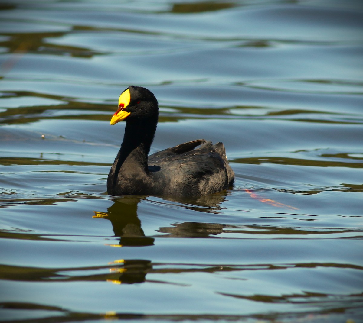 Red-gartered Coot - ML615371048