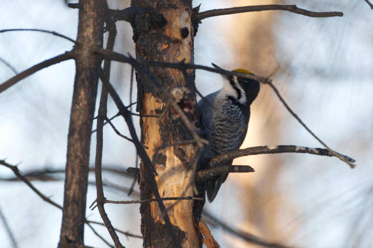 Black-backed Woodpecker - ML615371102