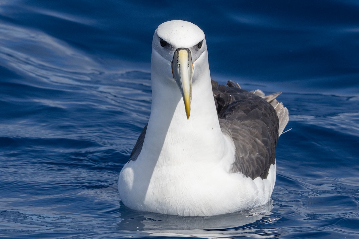 White-capped Albatross - ML615371320