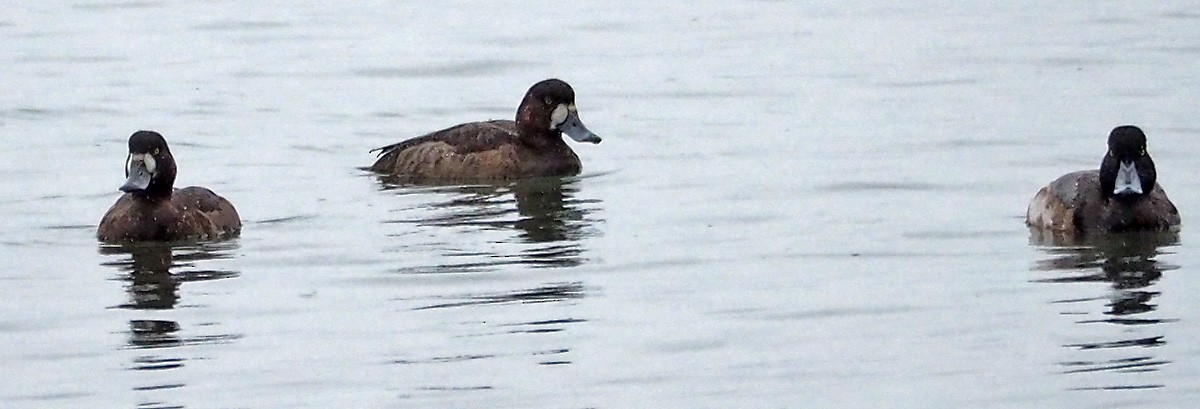 Greater Scaup - ML615371486