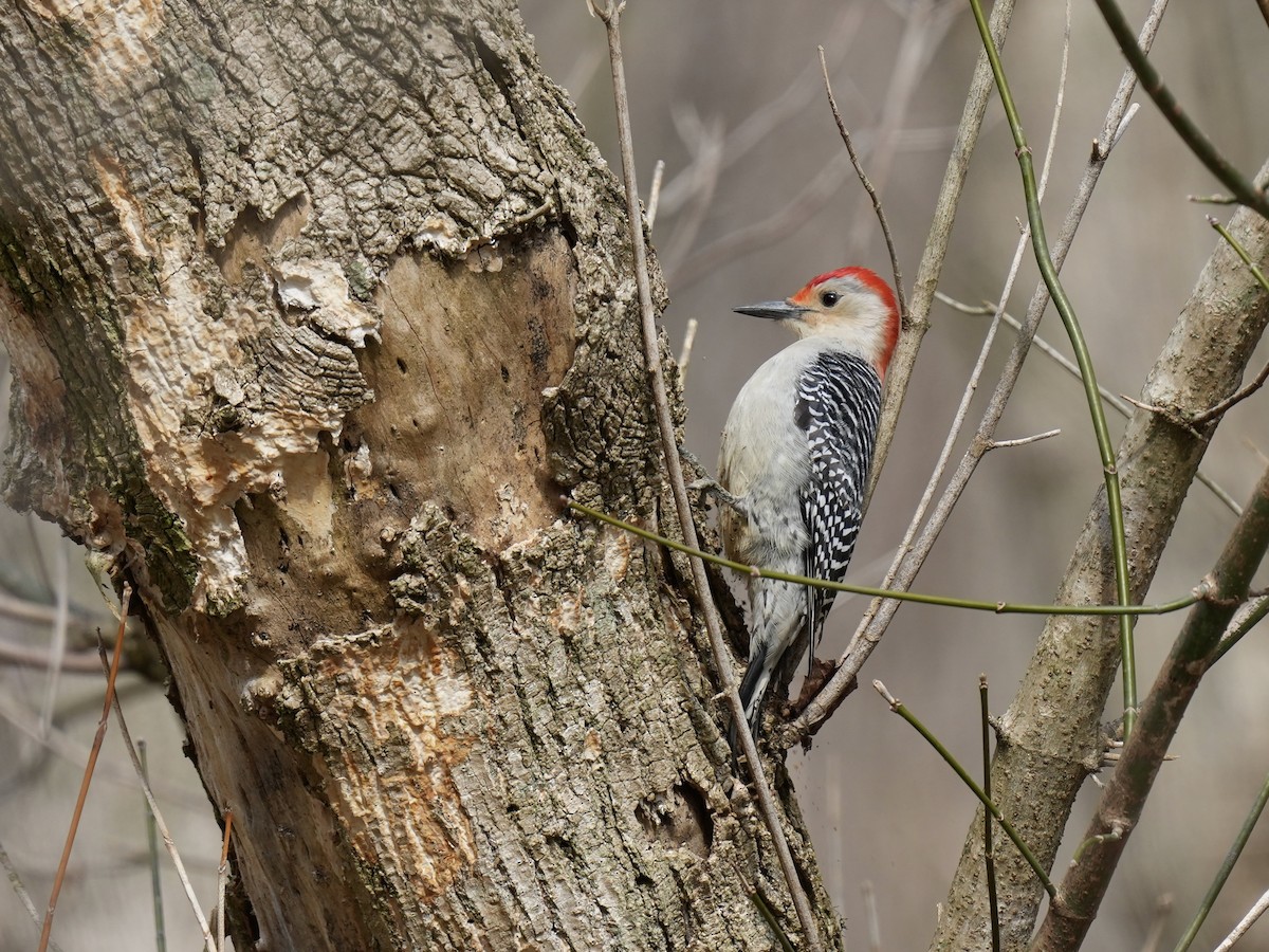 Red-bellied Woodpecker - ML615371653