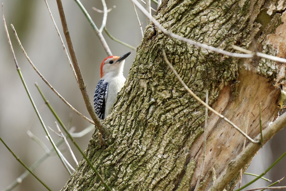 Red-bellied Woodpecker - ML615371654