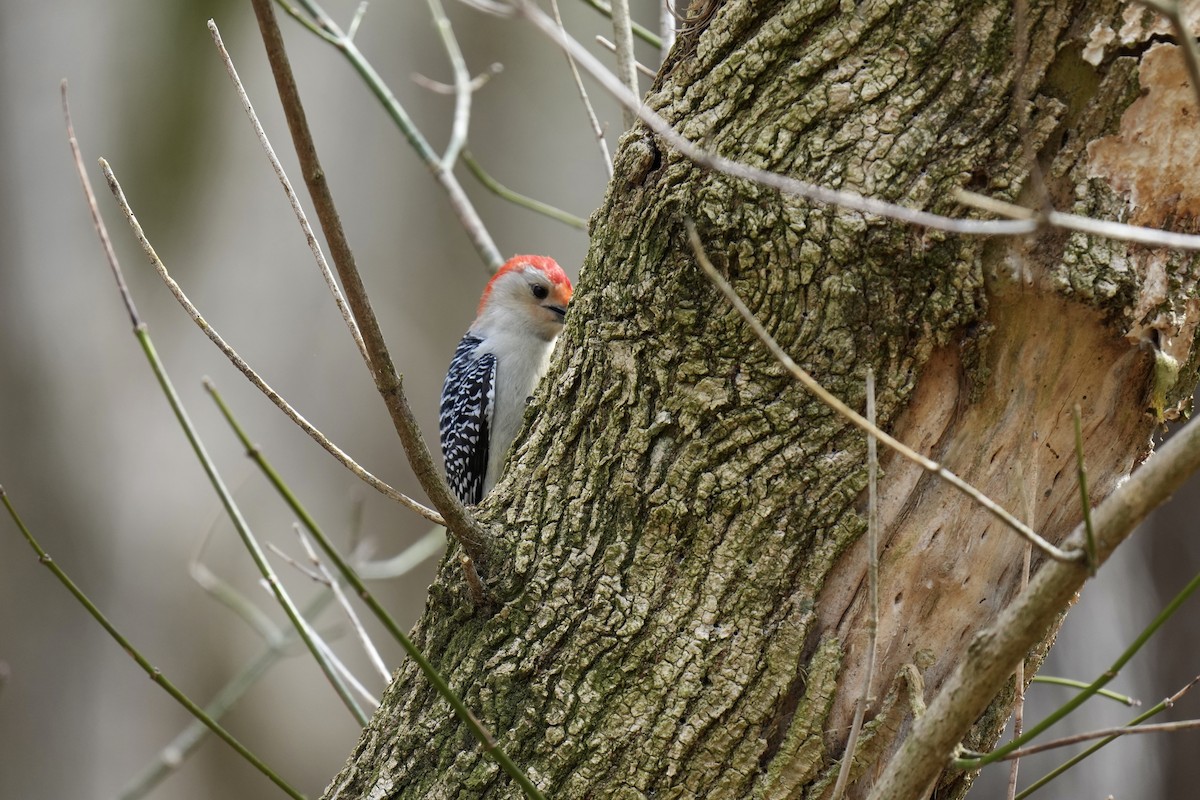 Red-bellied Woodpecker - Melanie Crawford
