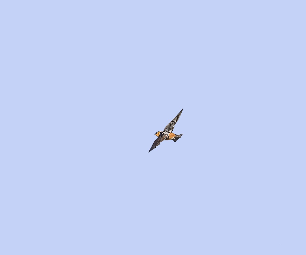 Cave Swallow - ML615371665
