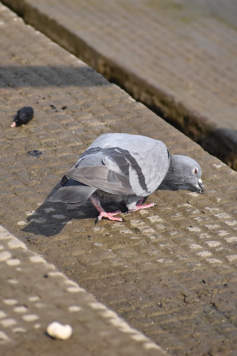 Rock Pigeon (Feral Pigeon) - ML615371722