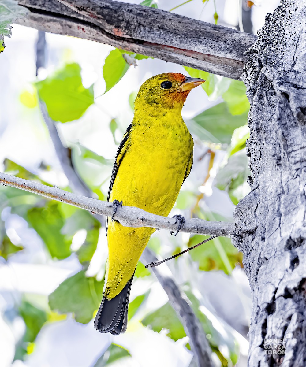 Western Tanager - ML615371784