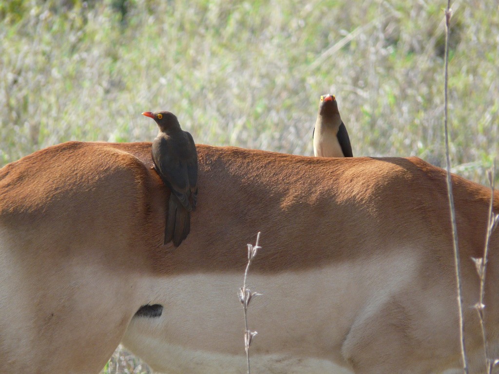 Red-billed Oxpecker - ML615371875