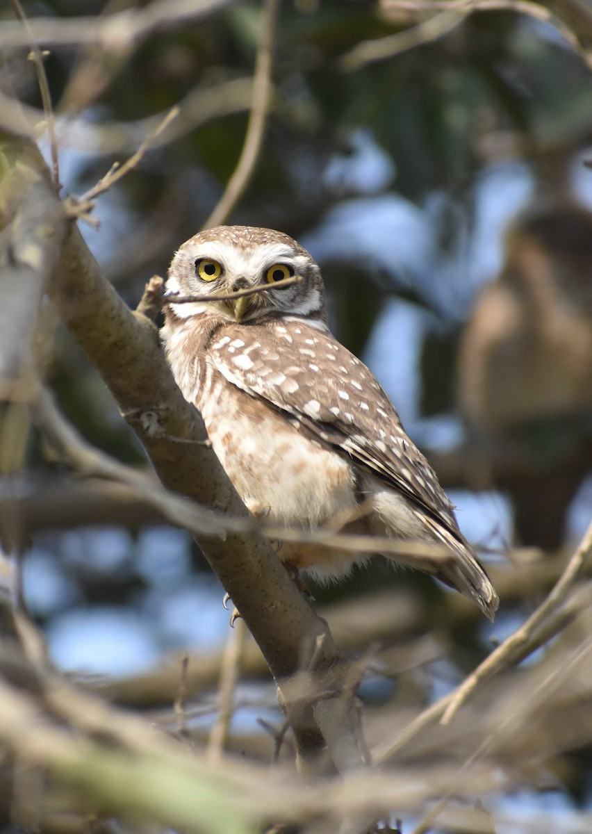 Spotted Owlet - ML615372054