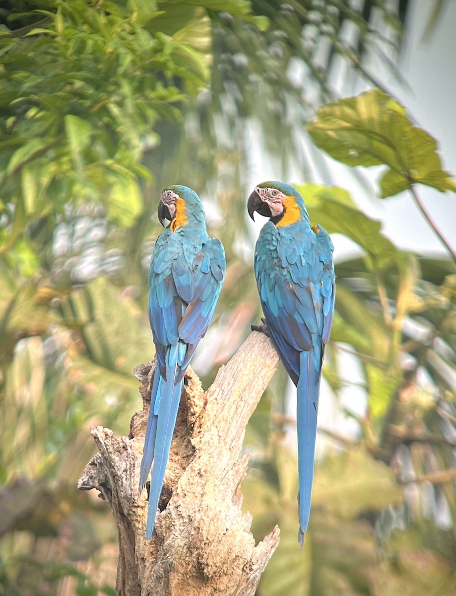 Blue-and-yellow Macaw - ML615372342