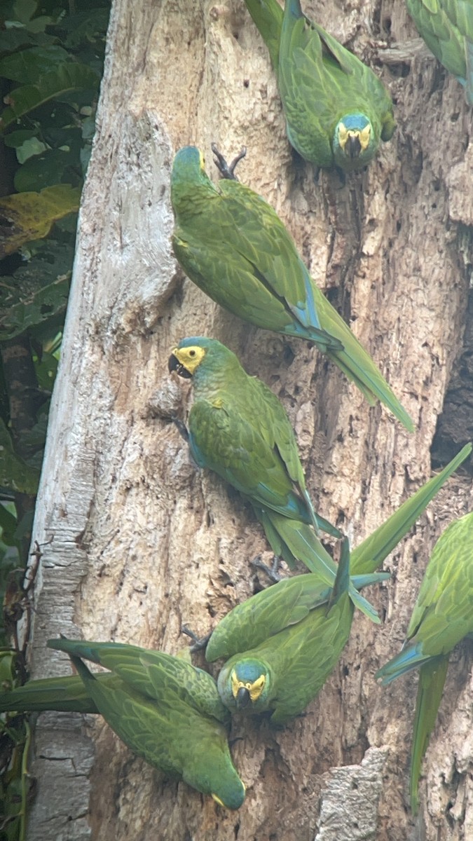 Red-bellied Macaw - Efrain Toapanta