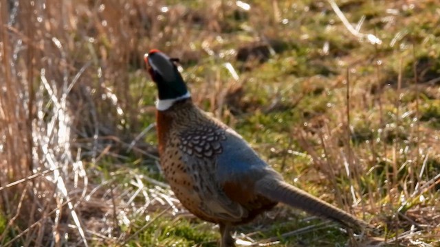 Ring-necked Pheasant - ML615372496