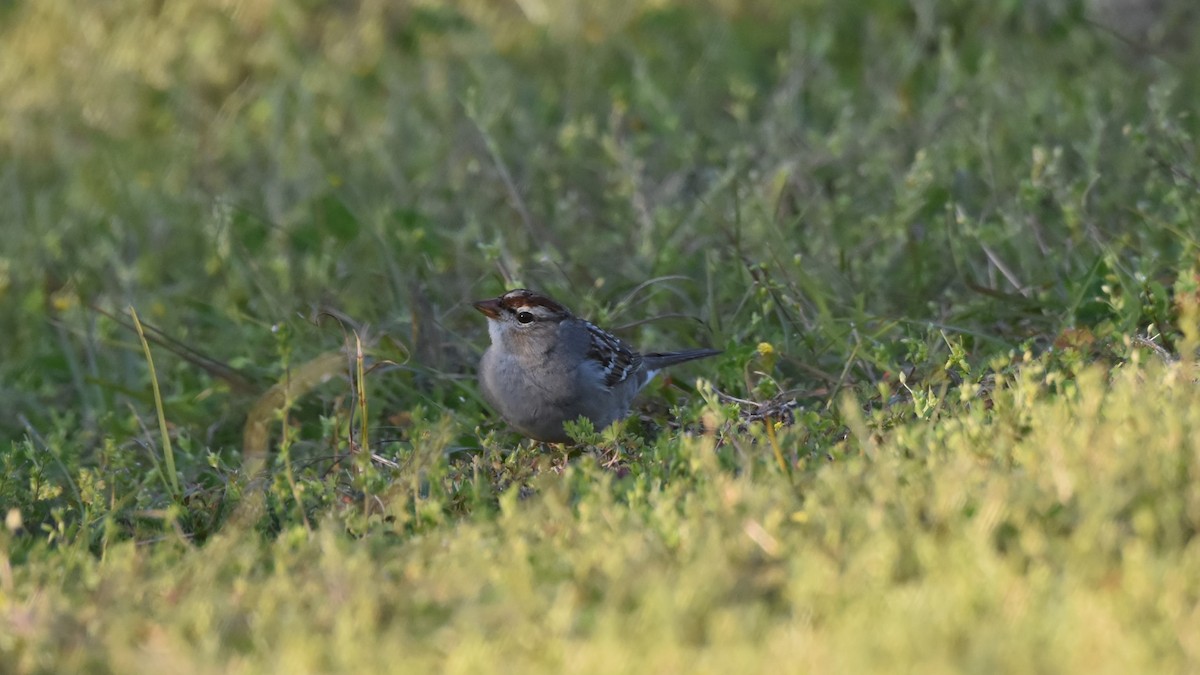 White-crowned Sparrow - ML615372745