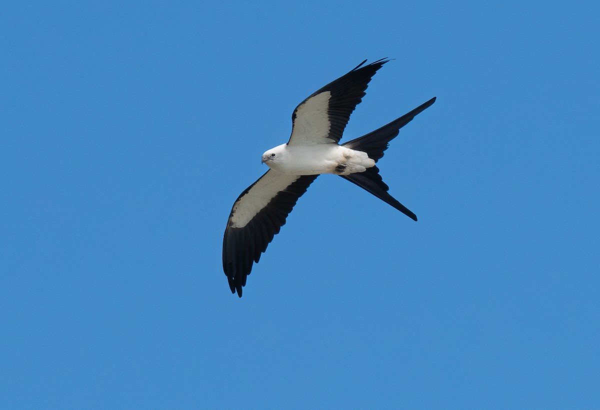 Swallow-tailed Kite - ML615372846