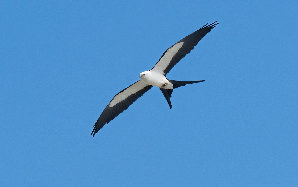 Swallow-tailed Kite - Miguel  Mejias