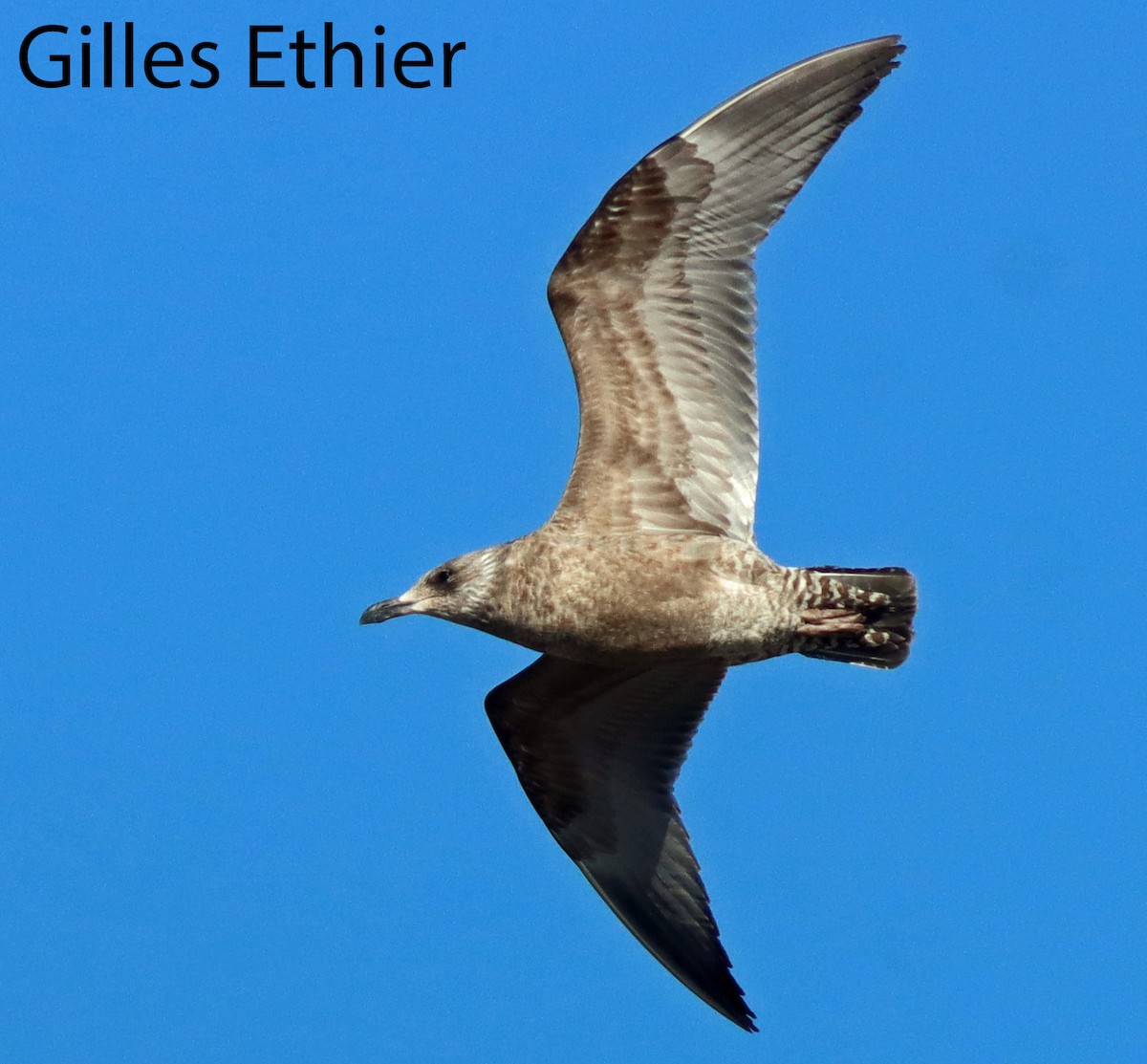 Herring Gull - Gilles Ethier