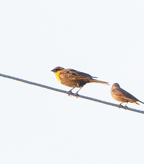 Yellow-headed Blackbird - ML615372888
