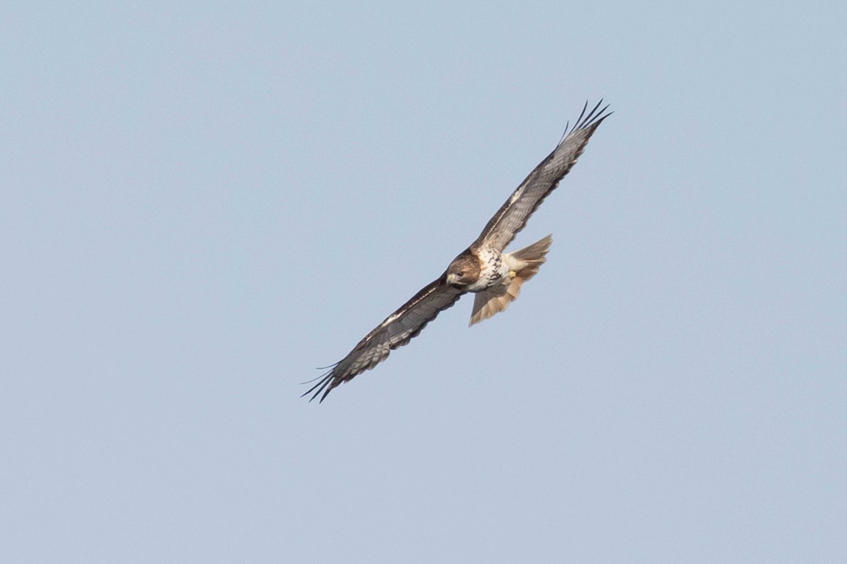 Red-tailed Hawk - ML615372982