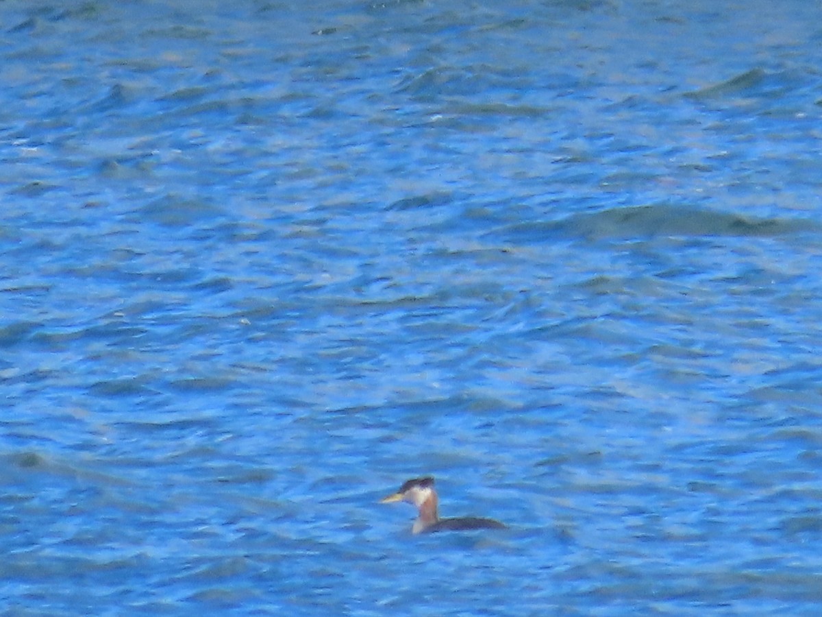 Red-necked Grebe - ML615373031