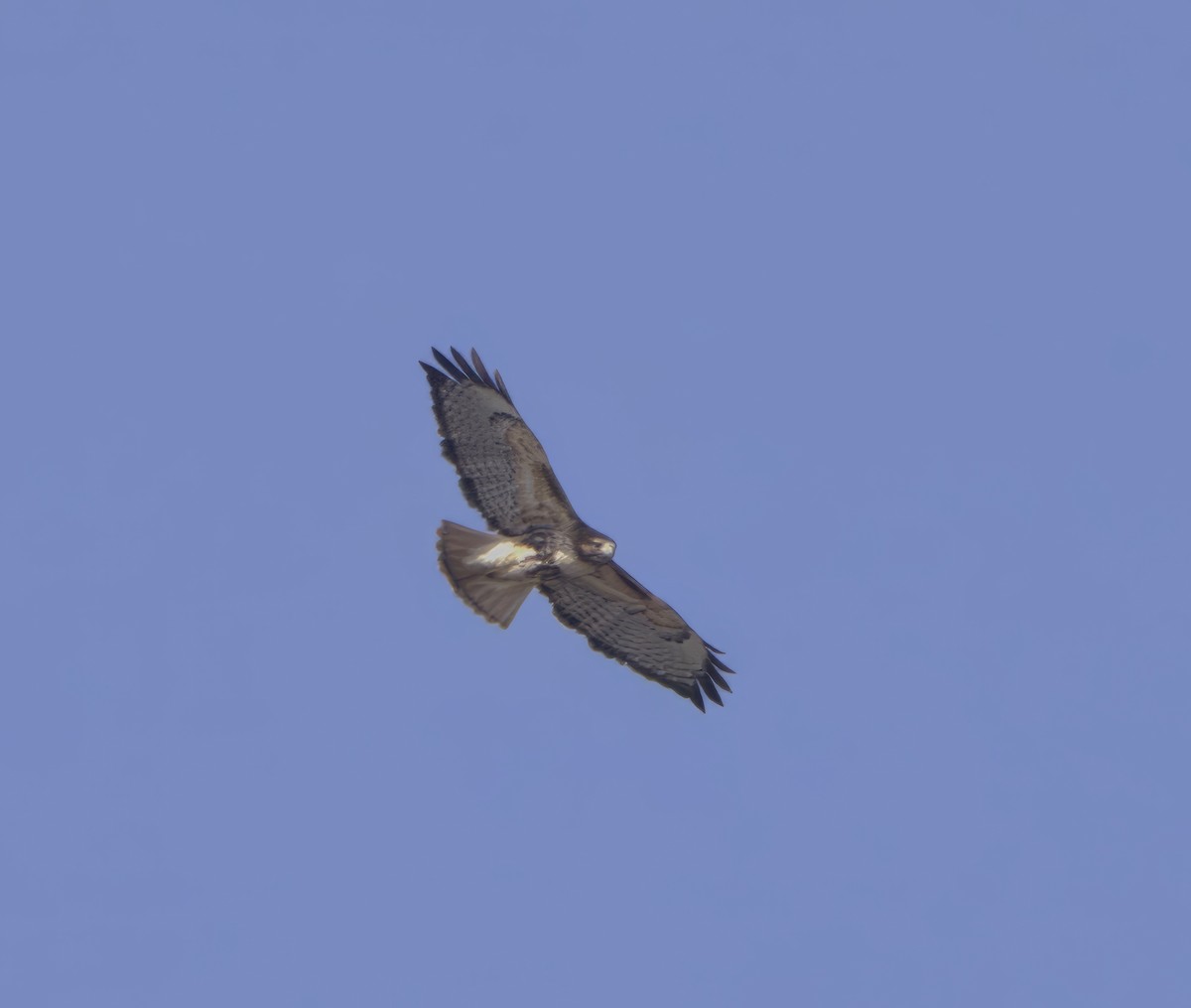 Red-tailed Hawk (borealis) - ML615373089
