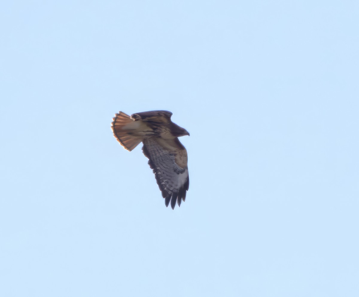 Red-tailed Hawk (borealis) - ML615373090