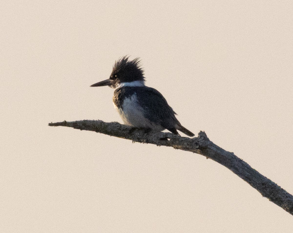 Belted Kingfisher - ML615373313