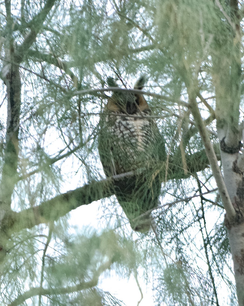 Long-eared Owl - ML615373778
