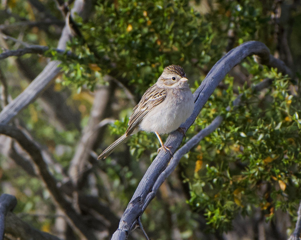Brewer's Sparrow - Tuck Russell